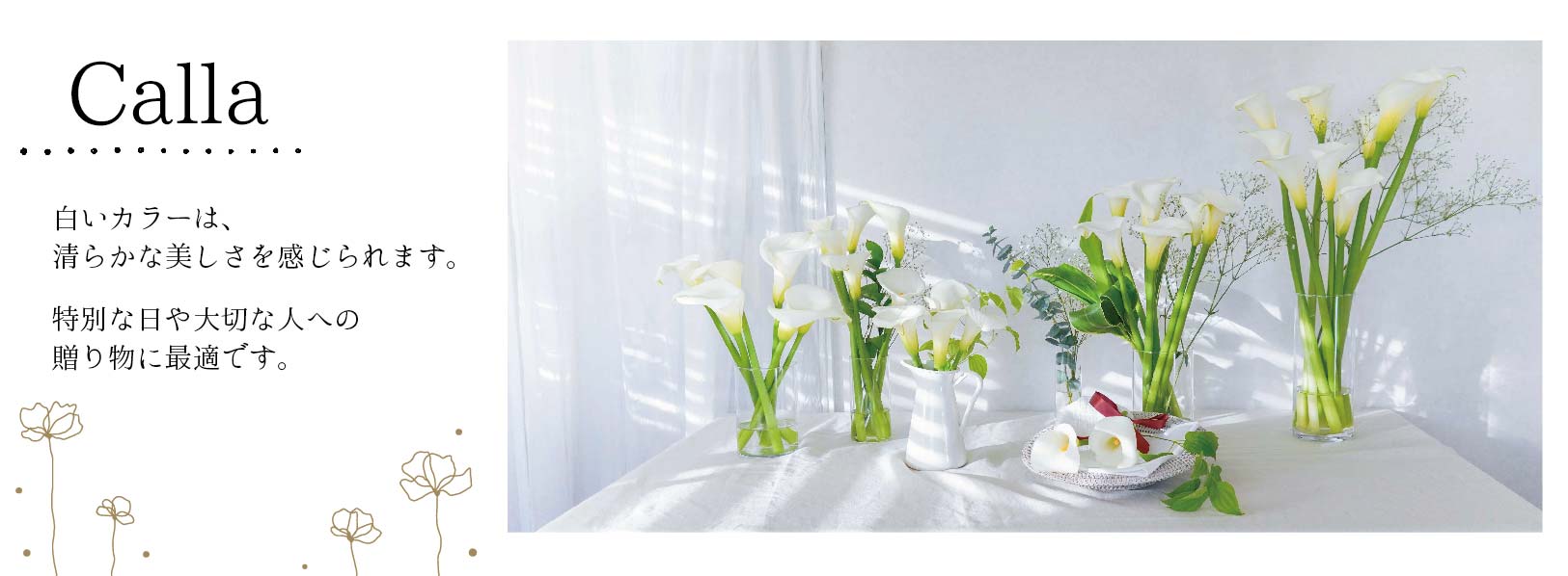 sp.calla1.jpg